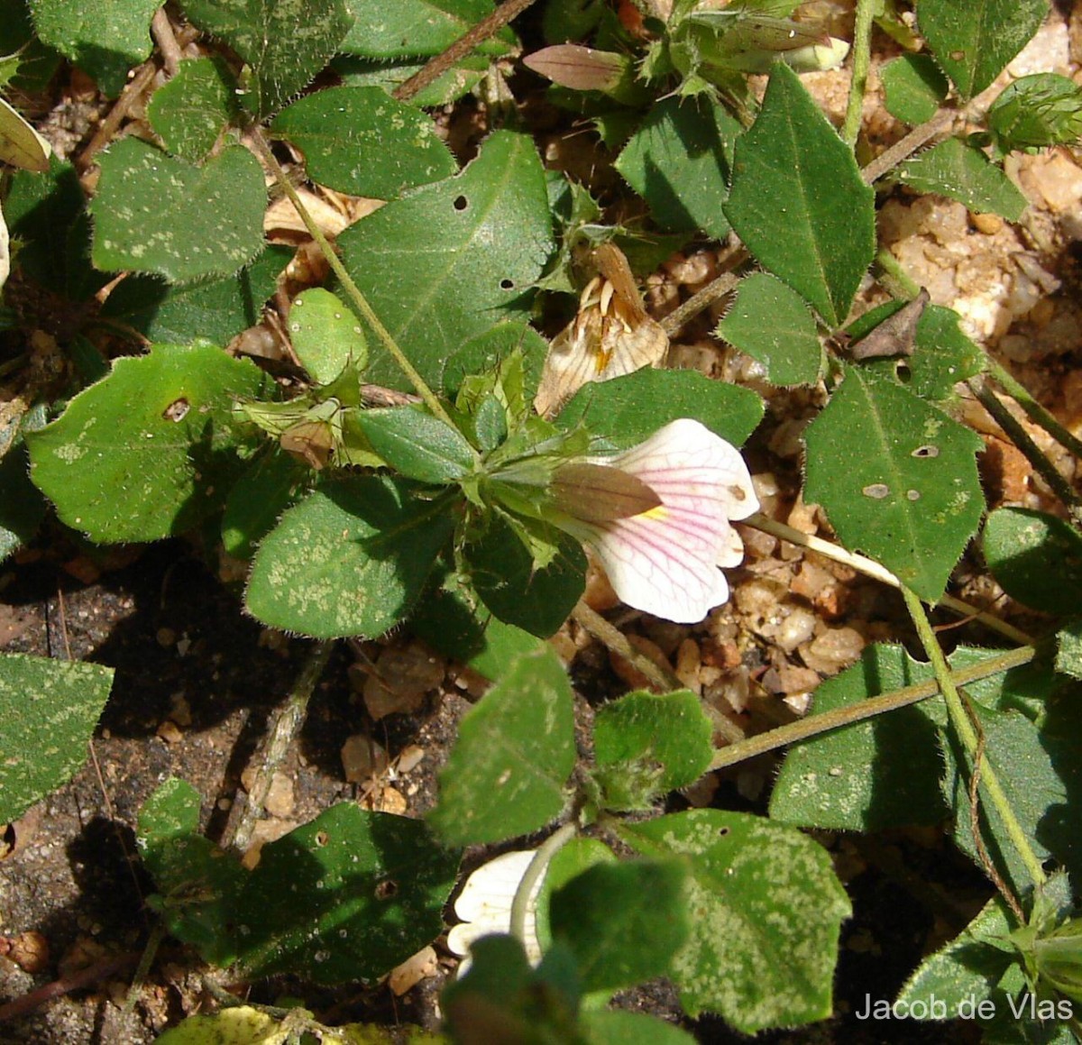 Blepharis maderaspatensis (L.) B.Heyne ex Roth